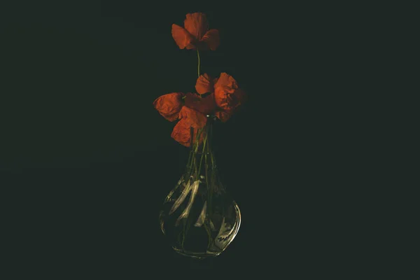 red flower in a vase on a black background