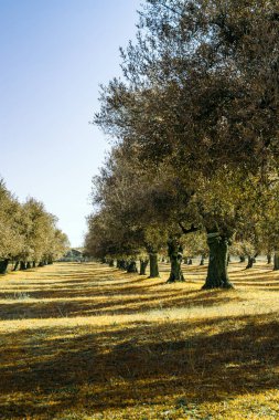 Ağaçlı ve yeşil yapraklı sonbahar manzarası