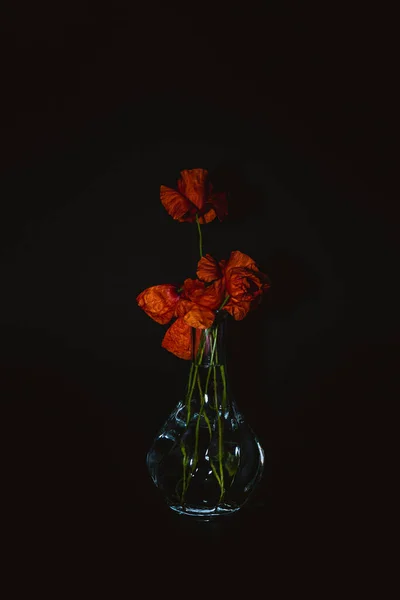 Flor Vermelha Vaso Vidro Fundo Preto — Fotografia de Stock