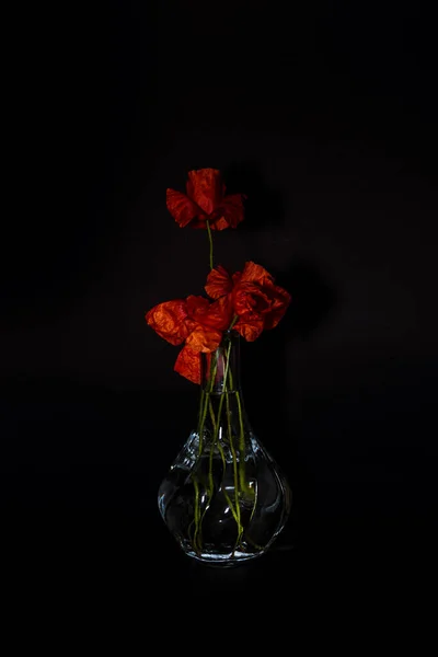 Красный Цветок Стеклянной Вазе Черном Фоне — стоковое фото