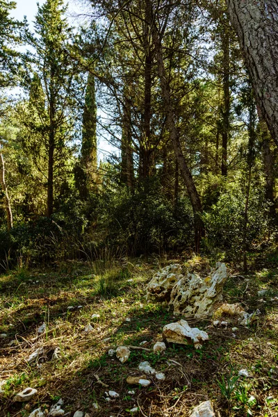 Floresta Nas Montanhas — Fotografia de Stock