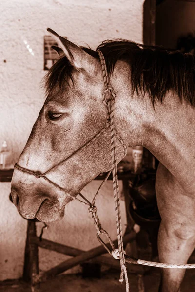 Лошадь Ремнями Безопасности Питающаяся Сухой Травой — стоковое фото