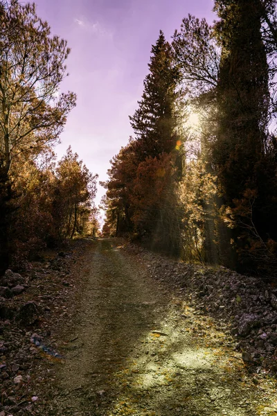 Árboles Forestales Otoño Con Rayos Luz Atardecer —  Fotos de Stock