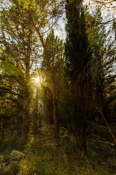 Bos Bomen Herfst Met Lichtstralen Bij Zonsondergang — Stockfoto