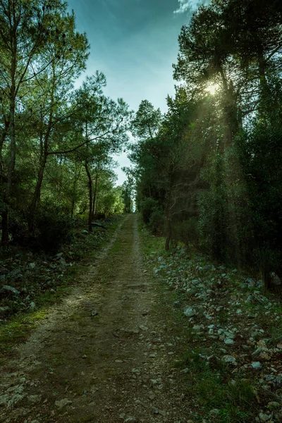 Árboles Forestales Otoño Con Rayos Luz Atardecer —  Fotos de Stock