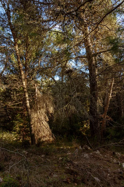 Bos Bomen Herfst Met Lichtstralen Bij Zonsondergang — Stockfoto