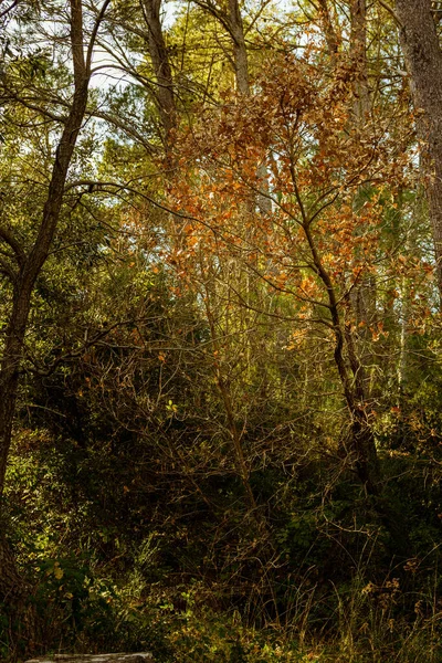 Árvores Florestais Outono Com Raios Luz Pôr Sol — Fotografia de Stock