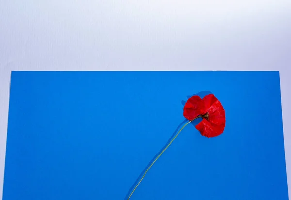 Red Poppy Blue Paper Background — Stock Photo, Image