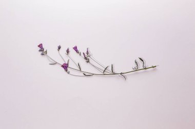 beyaz arkaplanda mor kuru çiçekler