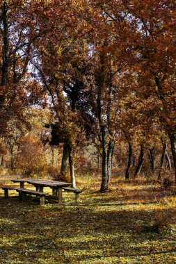 Ağaçlı ve tahta koltuklu İtalyan doğal ekolojik rezervinde sonbahar manzarası