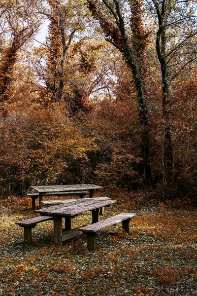 Paisaje Otoñal Reserva Ecológica Natural Italiana Con Árboles Asiento Madera —  Fotos de Stock