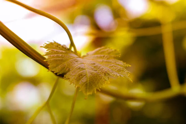 First buds and leaves of the vine in spring in the field — Stock Image First Buds Leaves Vine Spring Field Royalty Free Stock Images