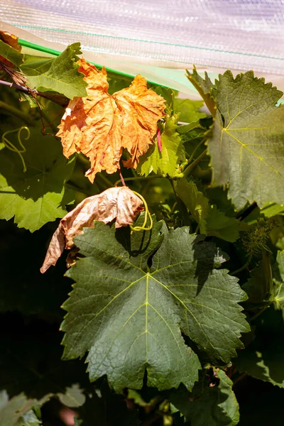 First buds and leaves of the vine in spring in the field — Stock Image First Buds Leaves Vine Spring Field Stock Image