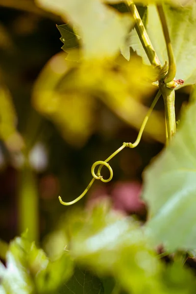 First buds and leaves of the vine in spring in the field — Stock Image First Buds Leaves Vine Spring Field Royalty Free Stock Images