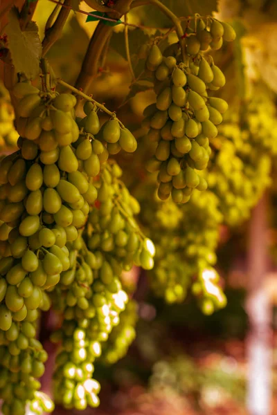 First buds and leaves of the vine in spring in the field — Stock Image First Buds Leaves Vine Spring Field Stock Image