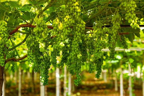 First buds and leaves of the vine in spring in the field — Stock Image First Buds Leaves Vine Spring Field Stock Picture