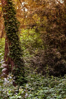 Sonbahar ormanı, doğa geçmişi.