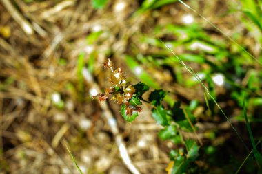 İtalya 'da ağaçlar ve kuru yapraklarla dolu sonbahar ormanı