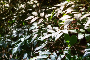 İtalya 'da ağaçlar ve kuru yapraklarla dolu sonbahar ormanı