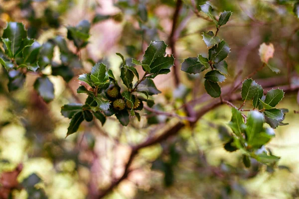 Herbstwald Mit Bäumen Und Trockenen Blättern Italien — Stockfoto