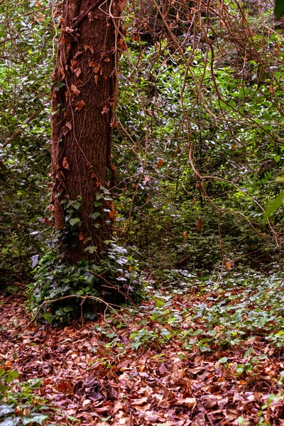 Outono Floresta Fundo Natureza — Fotografia de Stock