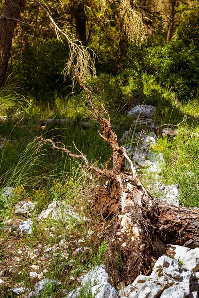 Forêt Automne Avec Des Arbres Des Feuilles Sèches Italie Images De Stock Libres De Droits