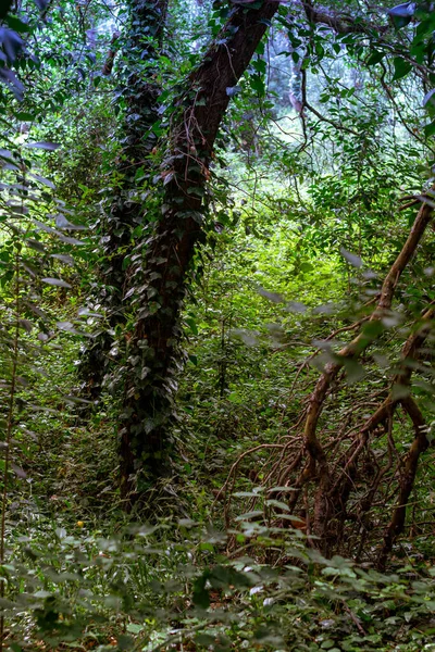 Floresta Verde Fundo Natureza — Fotografia de Stock