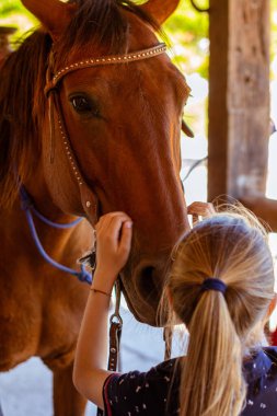 Kırsal kesimde safkan atlar