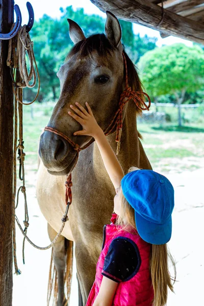 Chevaux Pur Sang Milieu Rural — Photo