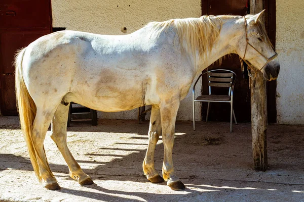Cavalo Rancho Durante Dia — Fotografia de Stock