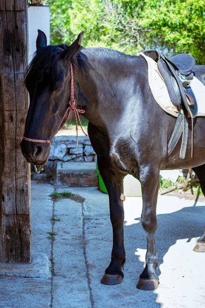 Portrait Horse Stable — Stock Photo, Image