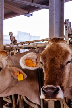 İtalya 'da kırsal alanda süt üreten inekler