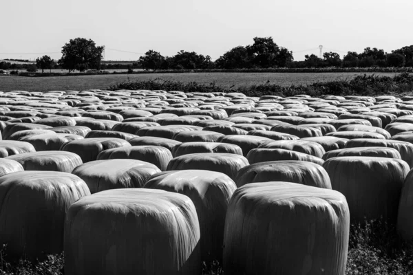 Photo Noir Blanc Champ Ferme Avec Balles Paille Photo De Stock