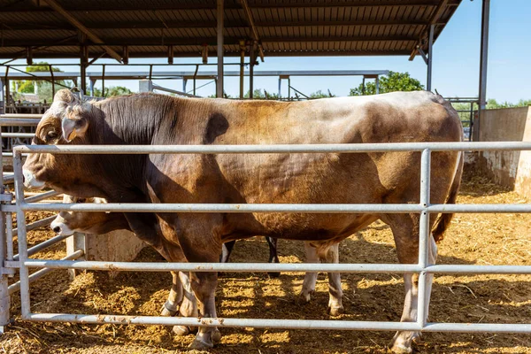 Vacas Produtoras Leite Estabelecimento Rural Itália — Fotografia de Stock