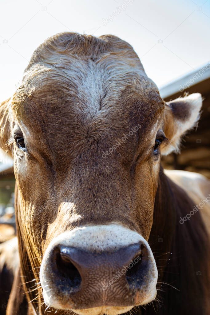 Milk production cows in rural establishment in Italy