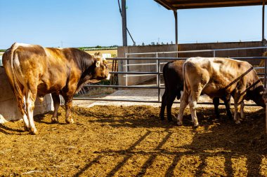 İtalya 'da kırsal alanda süt üreten inekler
