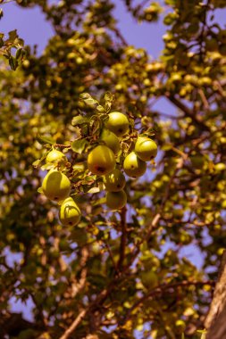 Tarlada yabani armut ağacı