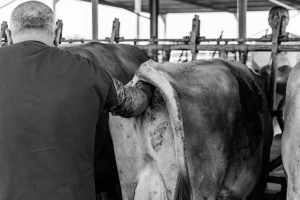 veterinary visit of dairy cows for pregnancy control