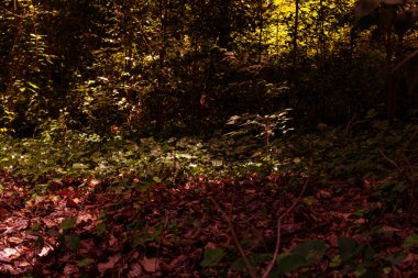 İtalya 'da ağaçlar ve kuru yapraklarla dolu sonbahar ormanı