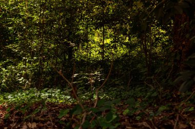 İtalya 'da ağaçlar ve kuru yapraklarla dolu sonbahar ormanı