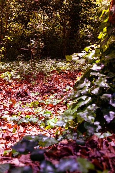 Podzimní Les Stromy Suchými Listy Itálii — Stock fotografie