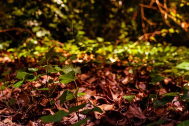İtalya 'da ağaçlar ve kuru yapraklarla dolu sonbahar ormanı