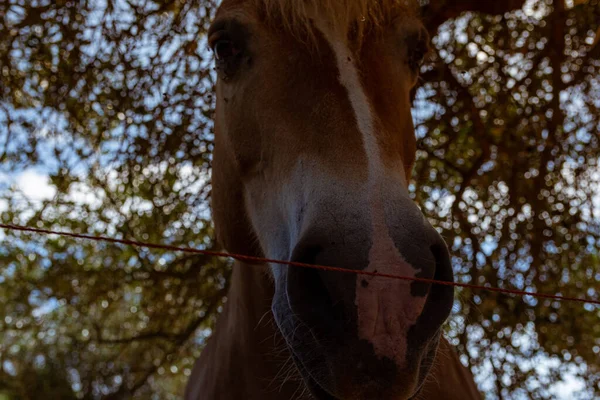 Thoroughbred Vit Arabisk Häst Lantlig Miljö — Stockfoto