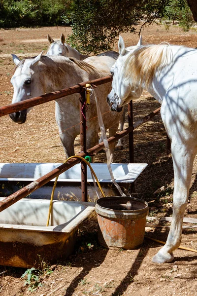 Chevaux Arabes Blancs Pur Sang Milieu Rural Image En Vente