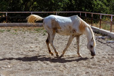 Kırsal alanda safkan beyaz Arap atları