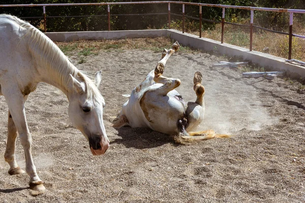 Doorgewinterde Witte Arabische Paarden Het Platteland — Stockfoto