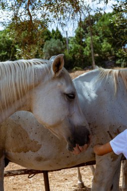 Kırsal alanda safkan beyaz Arap atları