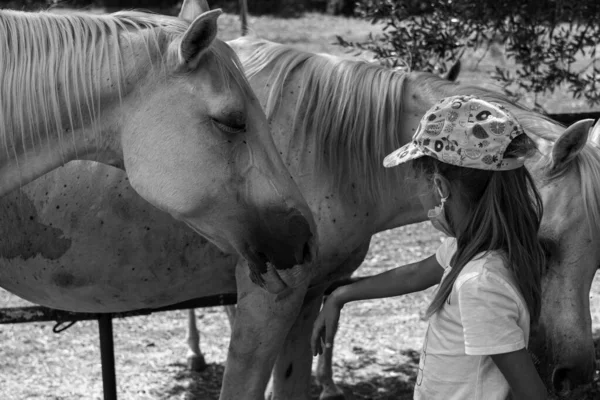 Thoroughbred White Arabian Horses Rural Setting — Stock Photo, Image