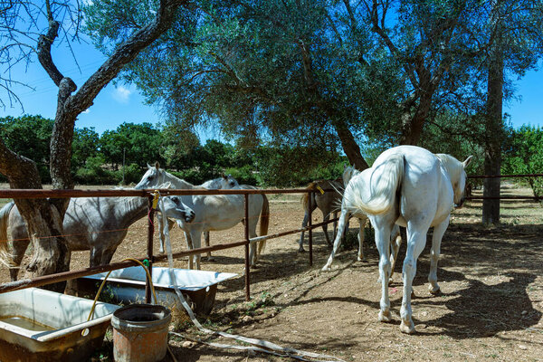 Породистые белые арабские лошади в сельской местности