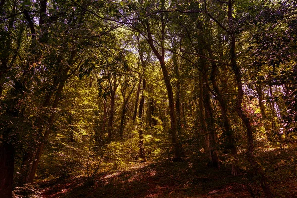 Podzimní Les Přírodní Zázemí — Stock fotografie